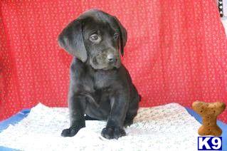 Puppies in PA